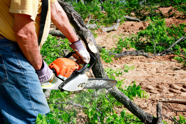 Best Arborist Services Near Me  in Cashmere, WA